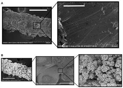 Electrochemiluminescence at 3D Printed Titanium Electrodes